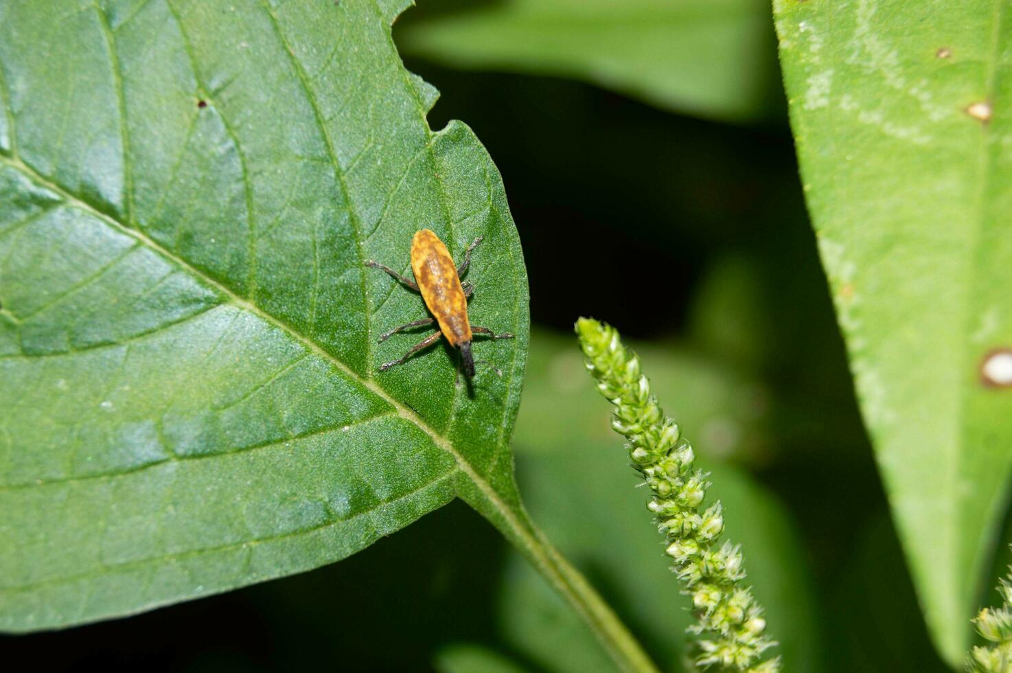 Pflanze Spinat Saat mit Insekten befestigt foto