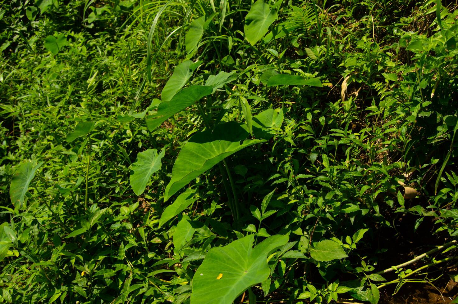 Garten Aussicht mit wild Pflanzen Abdeckung foto