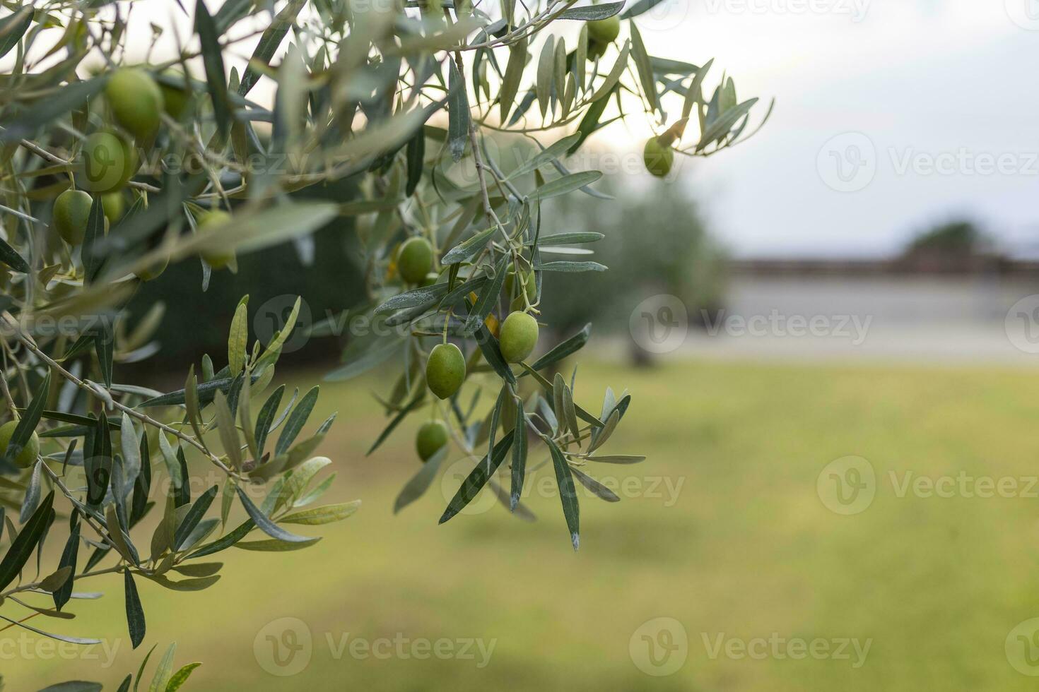 jung Grün Oliven hängen auf Geäst gegen ein Olive Hain Hintergrund foto