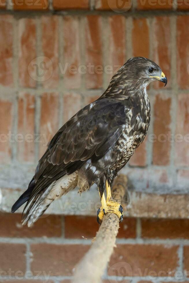 Falknerei. Falke Vogel von Beute auf Anzeige. foto