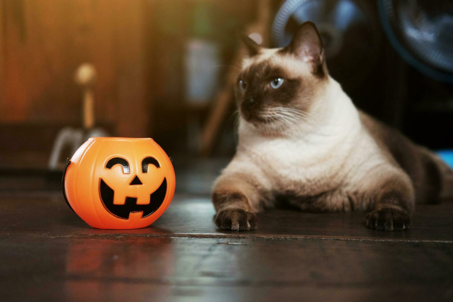 lächelnd Halloween Kürbis Kopf und glücklich Siam Katze auf hölzern Fußboden im natürlich Schatten und Sonnenlicht. Halloween Urlaub Konzept. foto