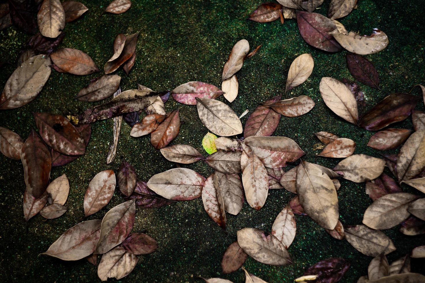 Das hochbelichtete Bild von getrockneten und grünen Blättern fiel auf nassen Betonboden. Weinlesebeschaffenheit und Hintergrund der Herbstszene mit bunten Blättern auf dem Boden foto