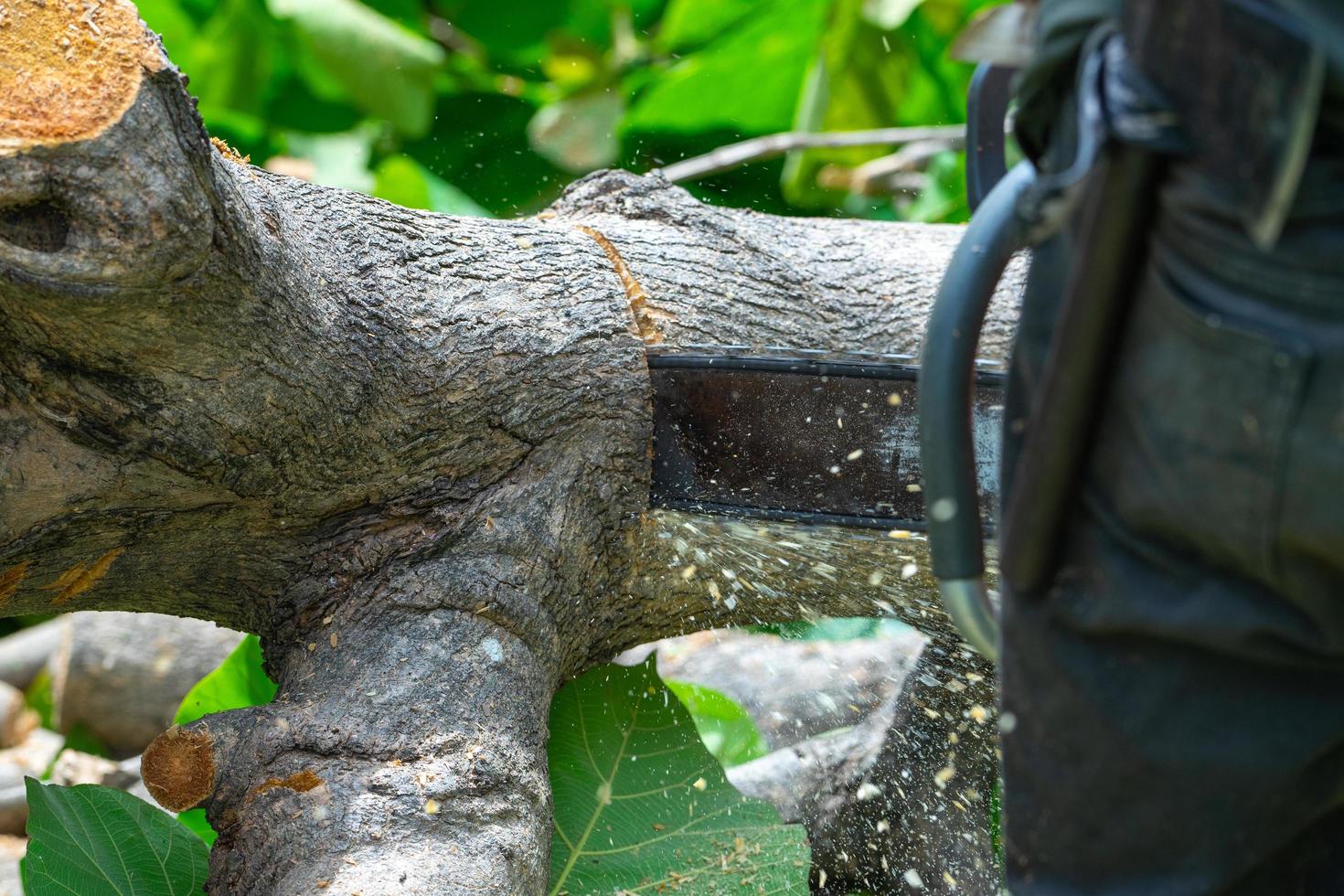 Nahaufnahme der Kettensäge, die den Baumstamm durch Kettensägenmaschine mit herumfliegendem Sägemehl schneidet. foto