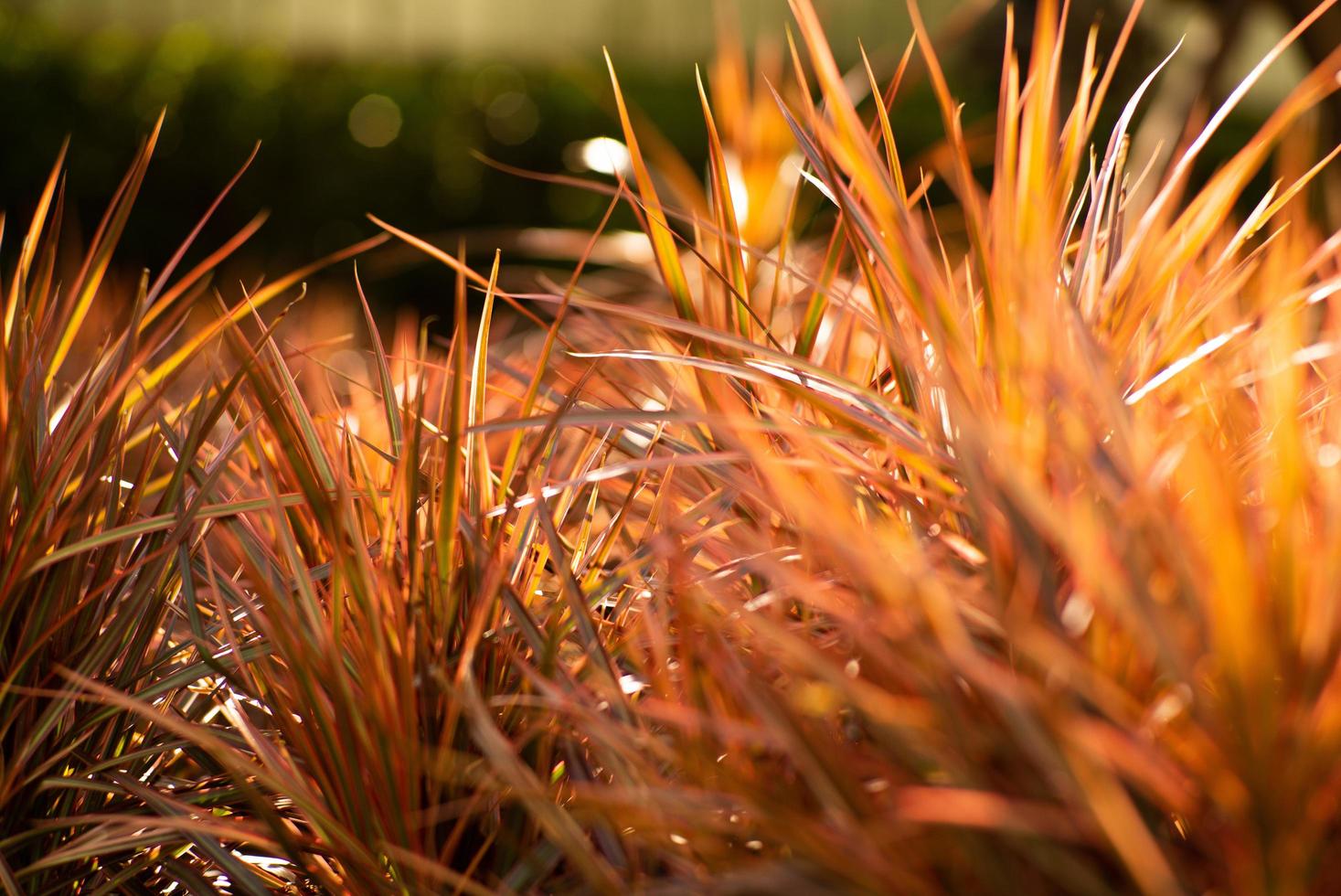 Nahaufnahme des orangefarbenen Busches mit unscharfem Bokeh im Hintergrund. selektiv fokussierte Wiesenblätter mit Sonnenaufgang und Sonnenuntergang. foto