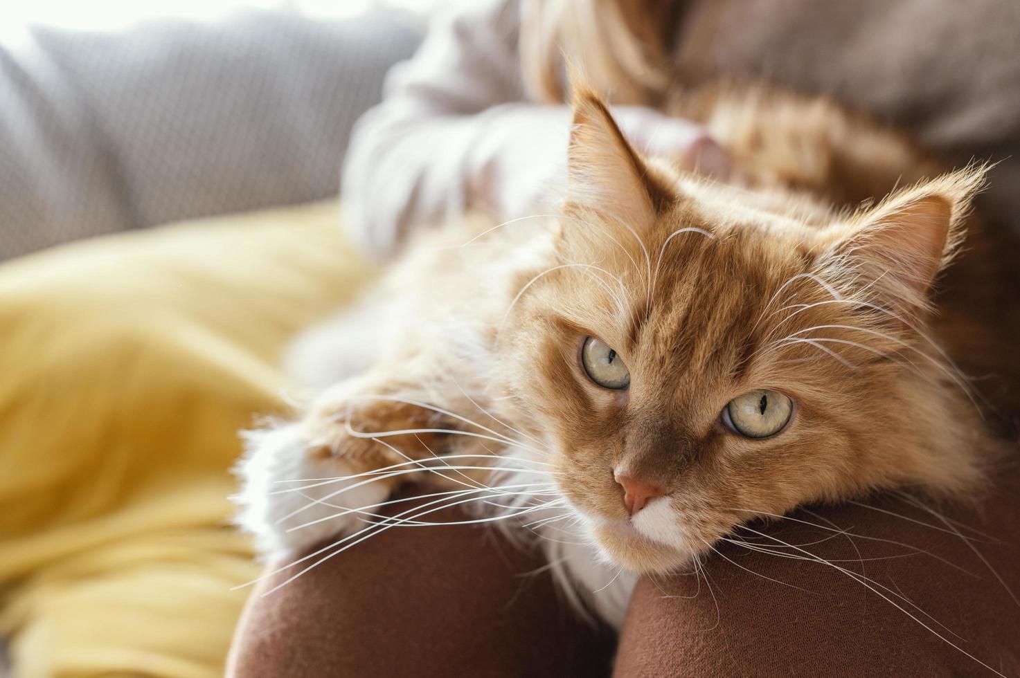 Katze, die in einem Schoß liegt foto