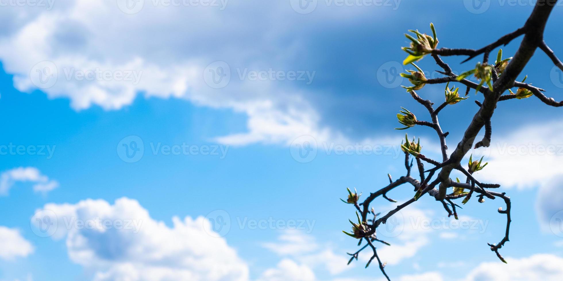 Frühlingsblätter blühen auf einem Ast gegen einen blauen Himmel mit weißen Wolken und Kopierraum foto