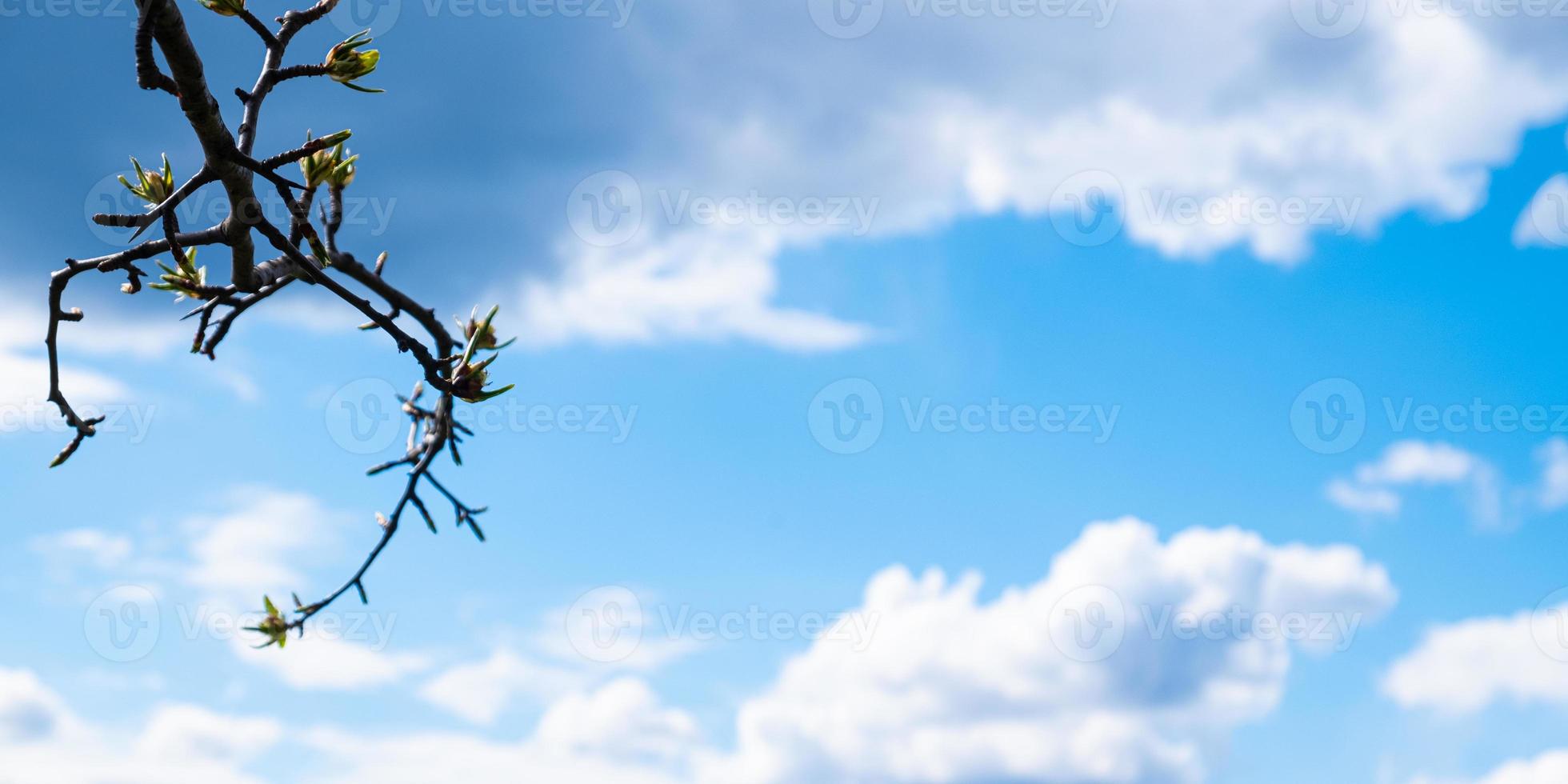 Frühlingsblätter blühen auf einem Ast gegen einen blauen Himmel mit weißen Wolken und Kopierraum foto