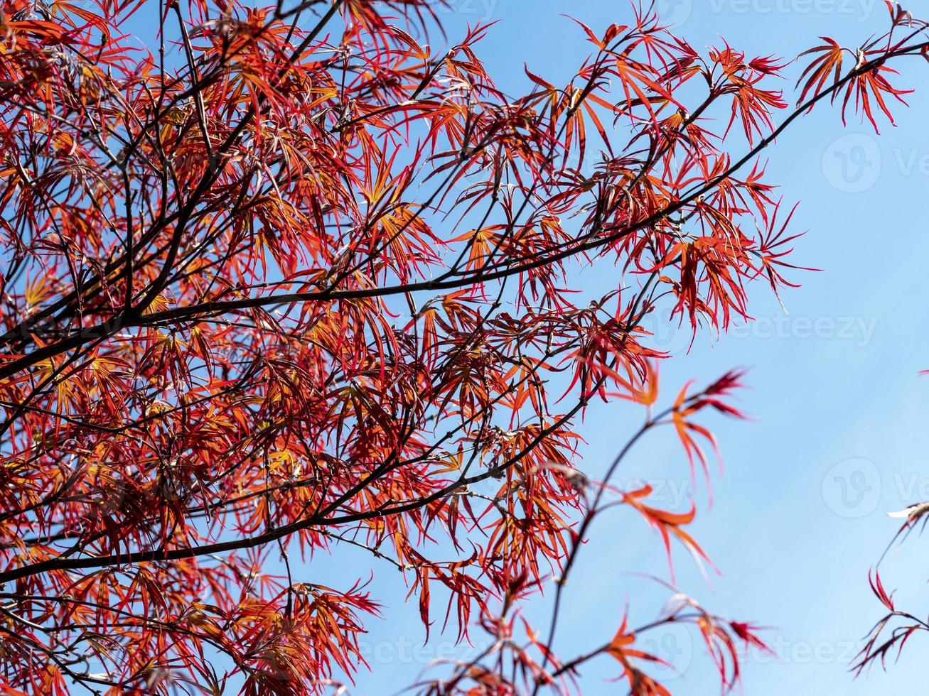 schöne rote japanische Ahornblätter gegen einen blauen Himmel foto