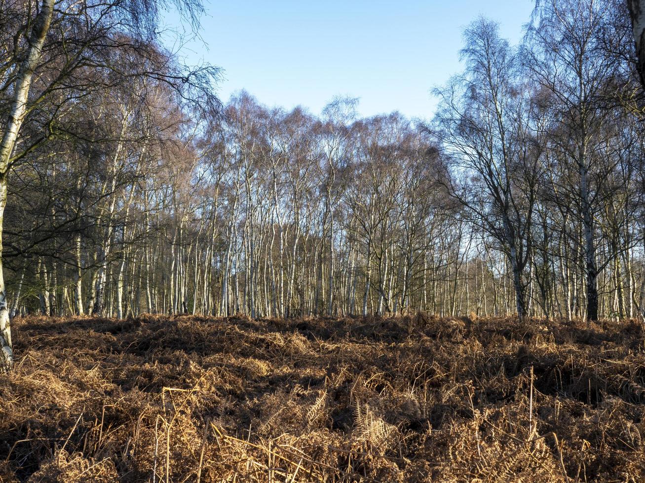 Winter Adlerfarn und Bäume bei Skipwith Common North Yorkshire England foto