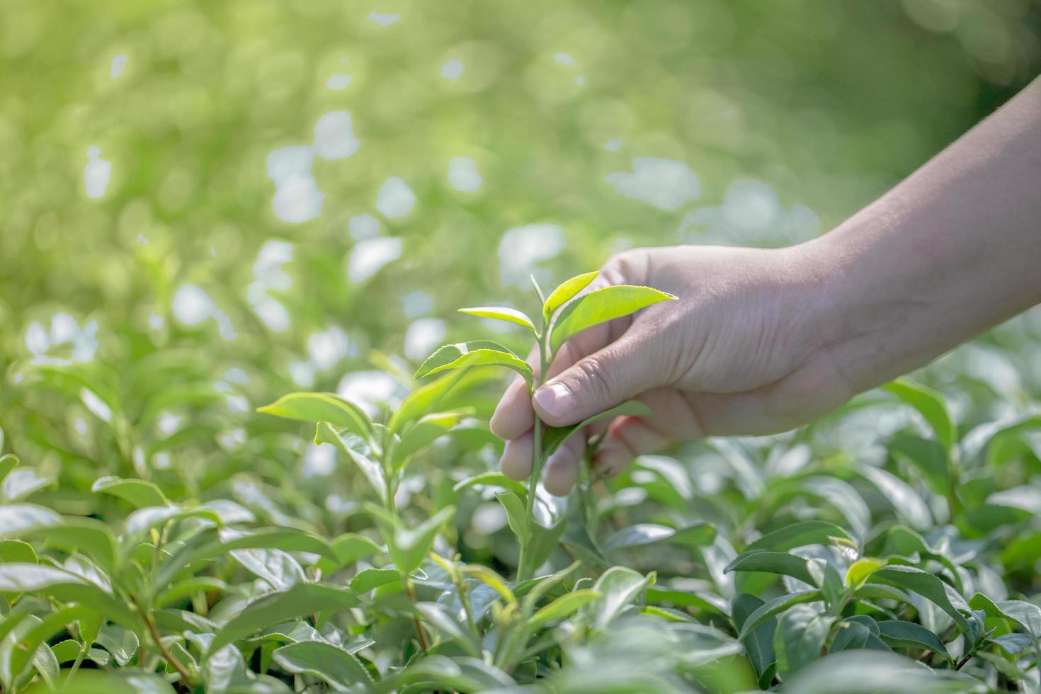 Nahaufnahme Hand mit der Ernte von frischen Teeblättern in der natürlichen Bio-Grüntee-Farm foto