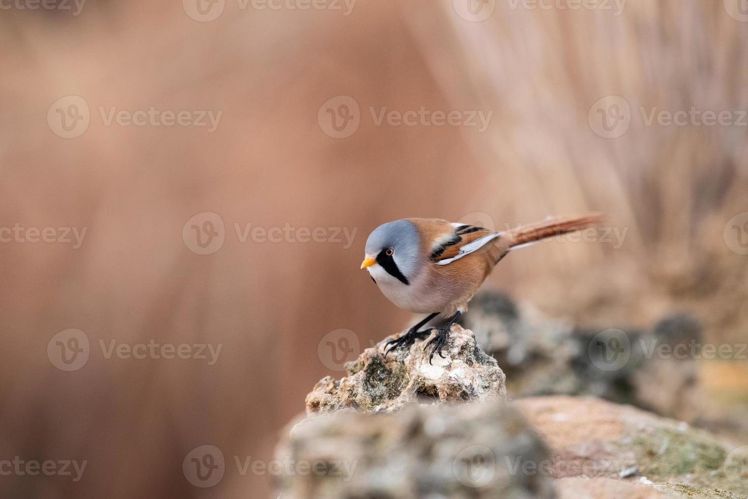 bärtiger Schilf Panurus Biarmicus foto