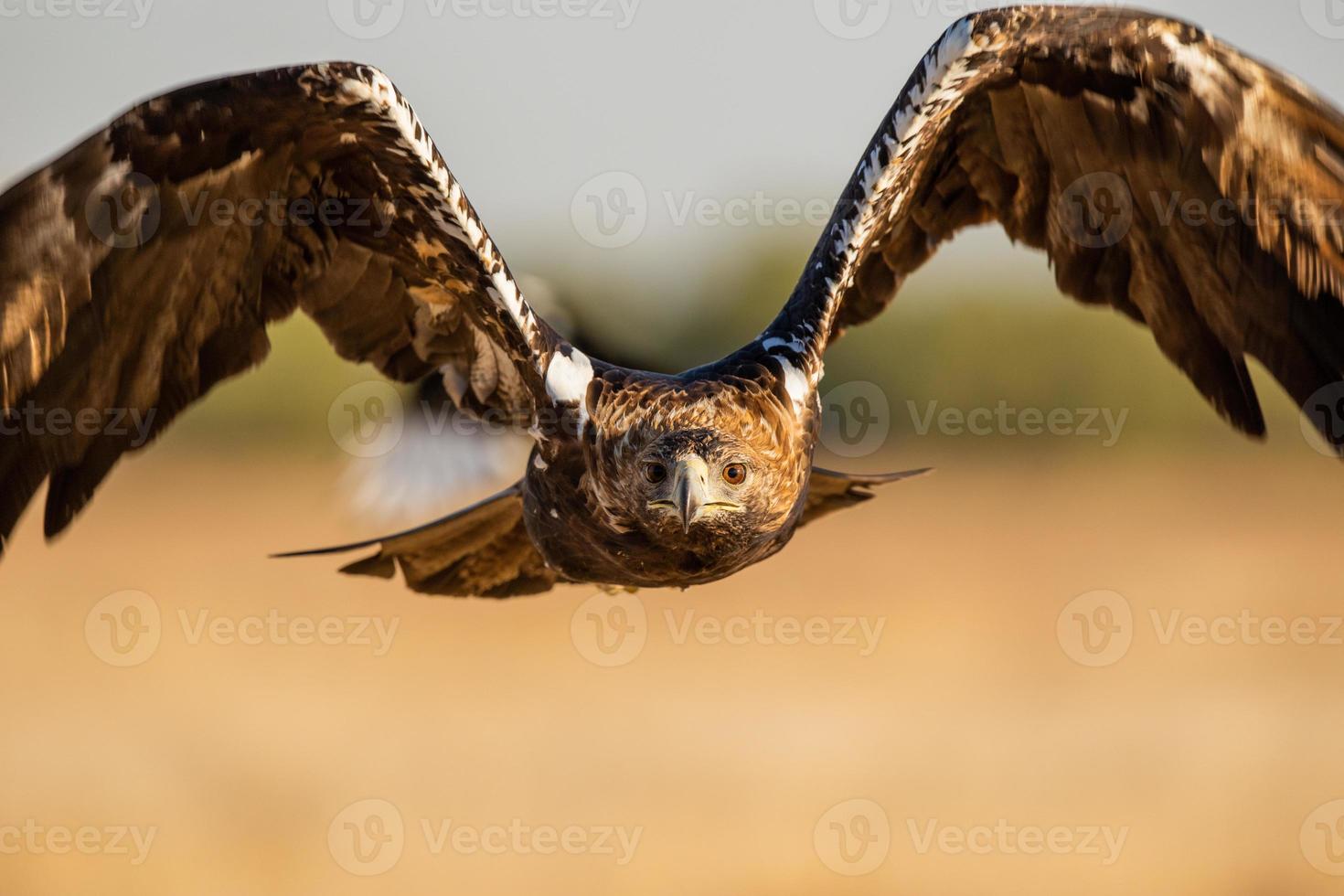 spanischer kaiseradler aquila adalberti foto