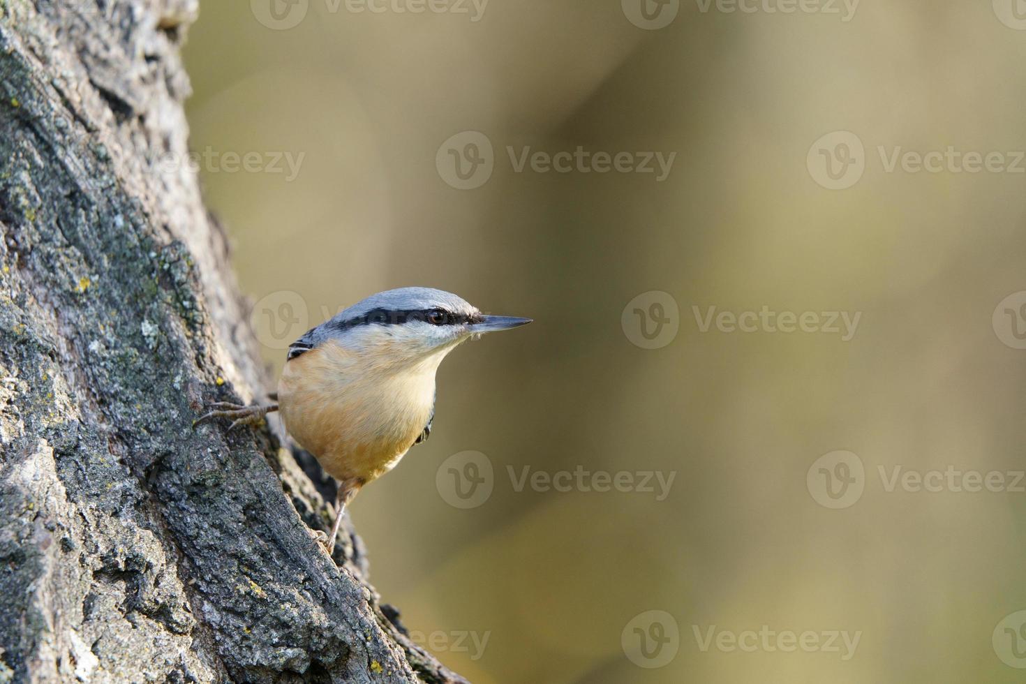 Eurasischer Kleiber oder Holzkleiber sitta europaea foto