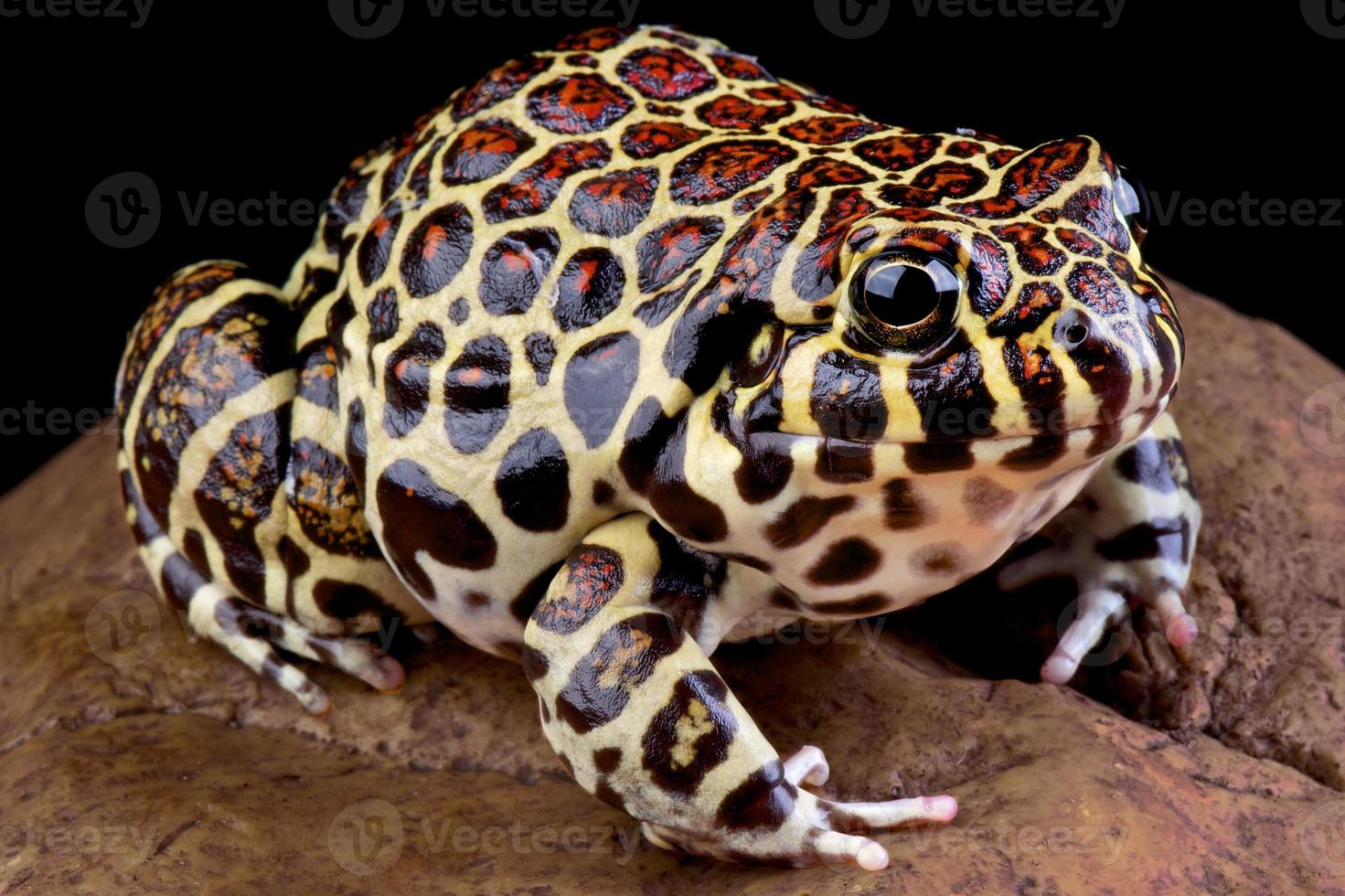 Korallenfrosch Leptodacylus laticeps foto