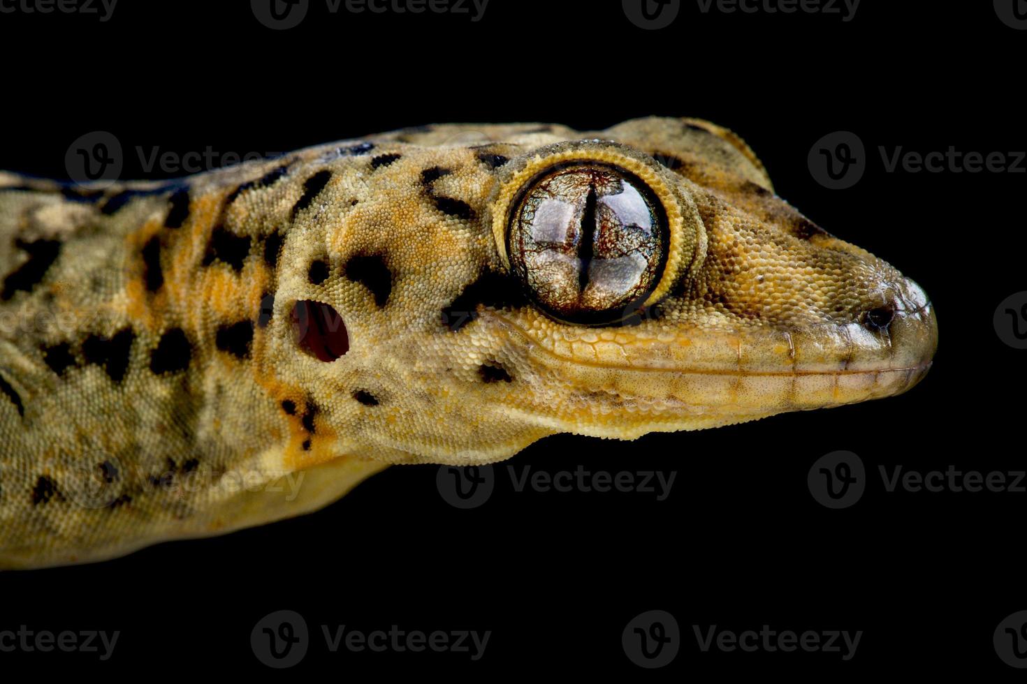 Saint Martin Dickschwanzgecko thecadactylus oskobapreinorum foto