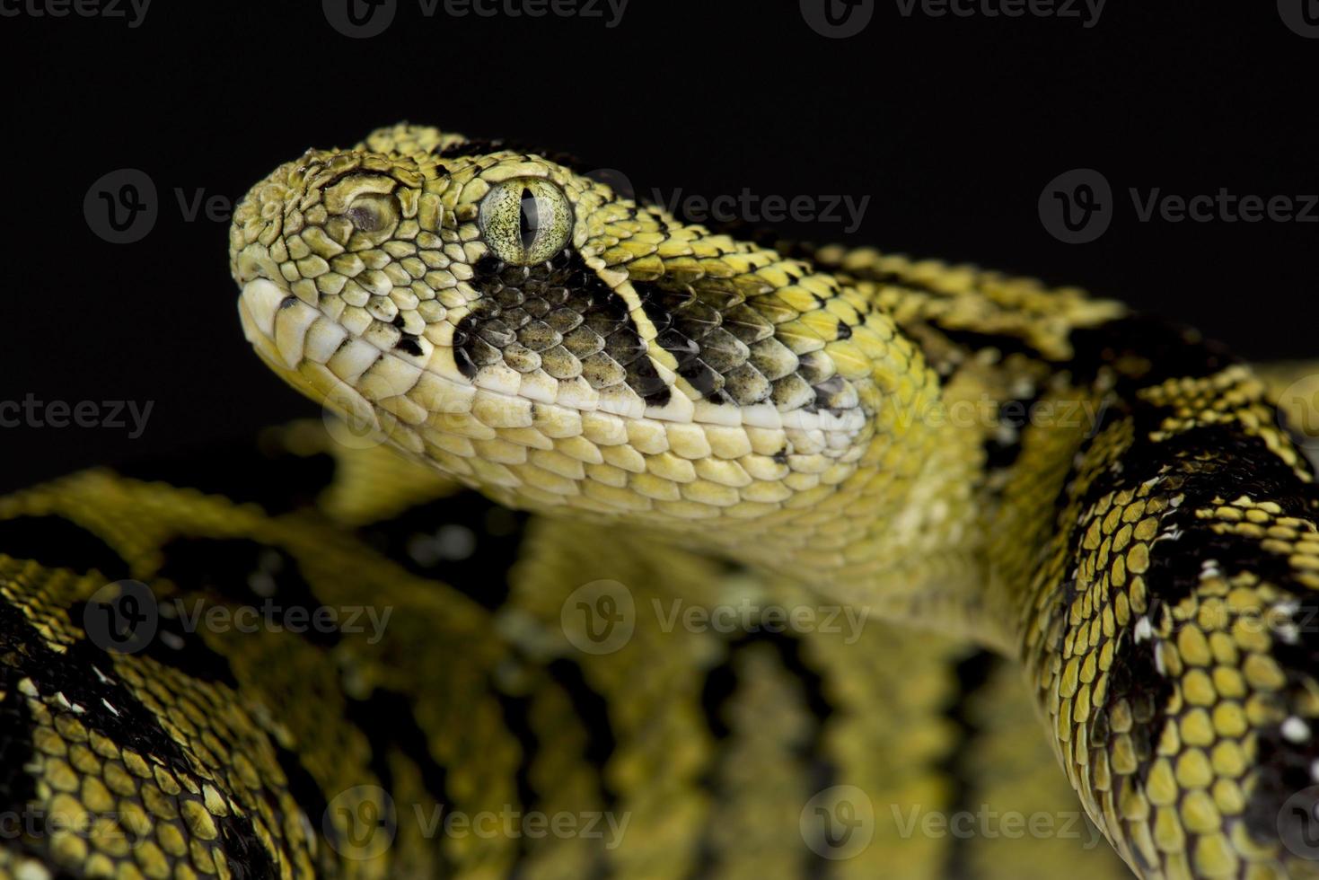 äthiopischer Bergaddierer bitis parviocula foto