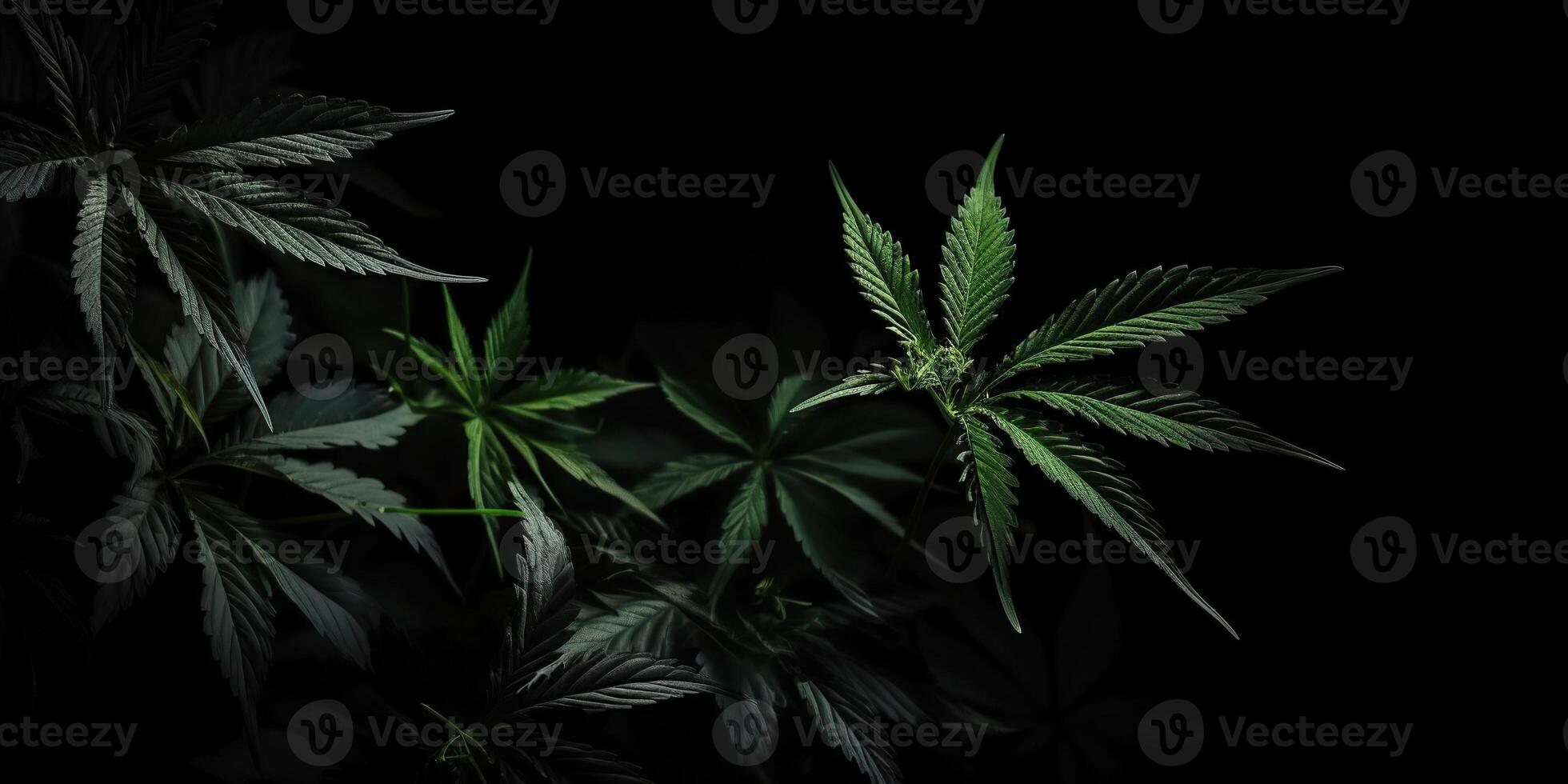 ai generiert. ai generativ. Foto Makro Schuss von realistisch Cannabis Blätter auf dunkel launisch schwarz Hintergrund. können Sein benutzt zum Medizin Beförderung oder Grafik Design. Grafik Kunst