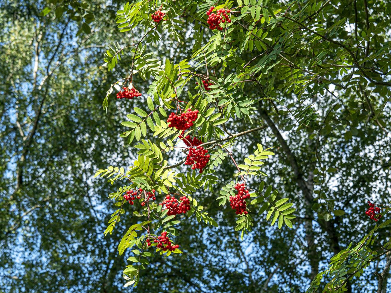 Blick auf Ebereschenbeeren und Blätter in einem Wald foto