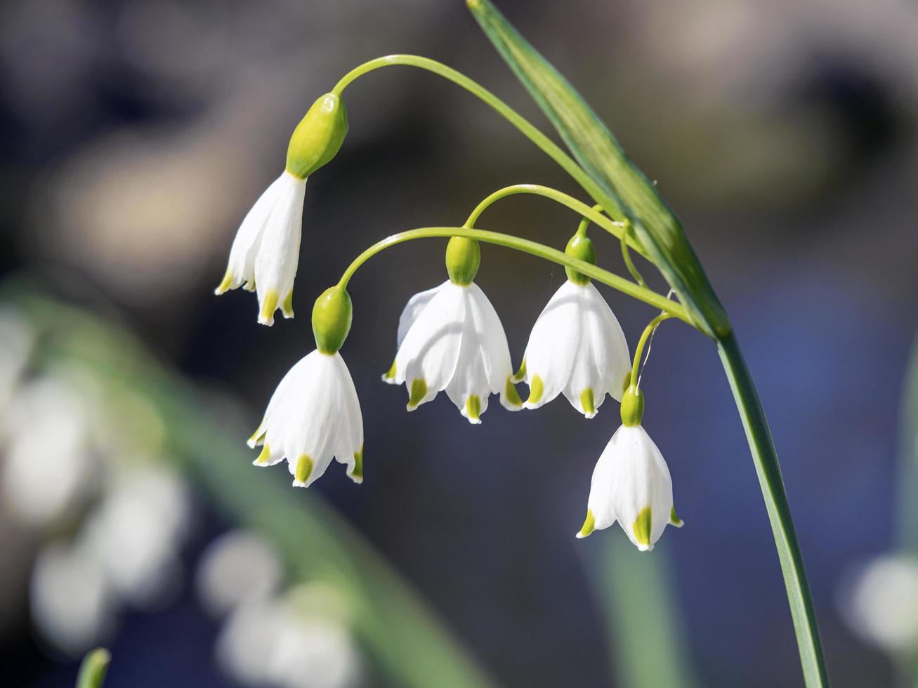 Nahaufnahme der hübschen weißen Frühlingsschneeflockenblumen foto