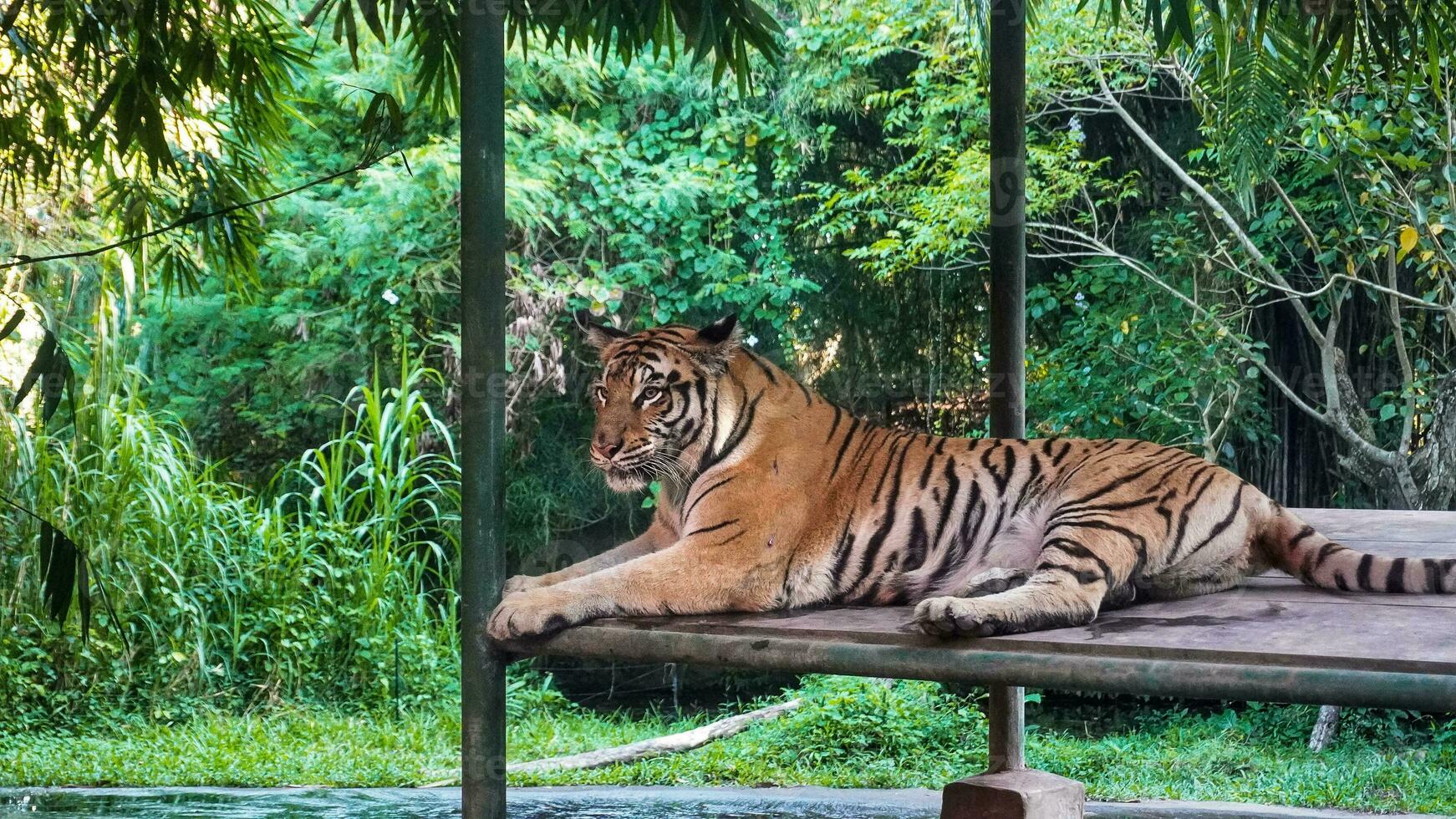 ein Tiger nehmen ein brechen im das Pavillon von das Safari Park foto