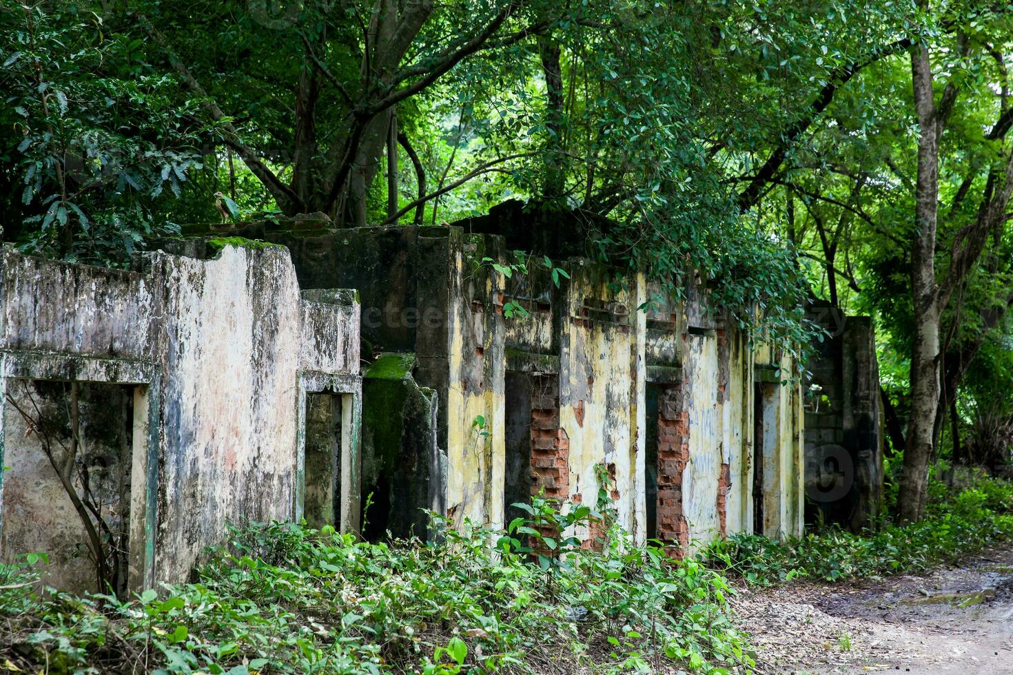 Überreste von das zerstört Häuser von das armero Stadt, Dorf bedeckt durch Bäume und Natur nach 37 Jahre von das Tragödie verursacht durch das Nevado del Ruiz Vulkan im 1985 foto