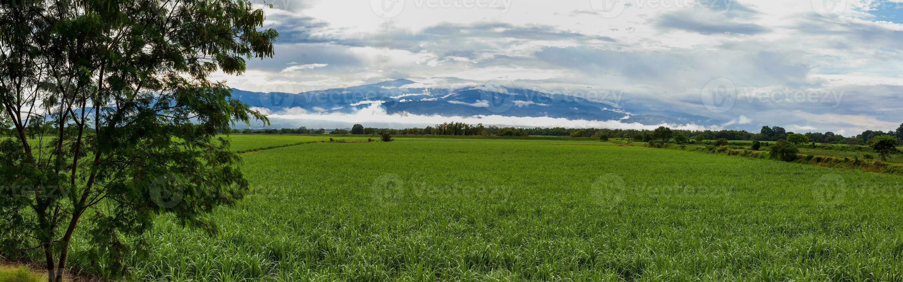 Zucker Stock Feld und das majestätisch Berge beim das Tal del cauca Region im Kolumbien foto