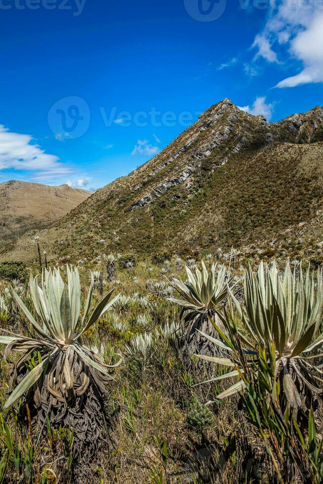 schön Landschaft von kolumbianisch andean Berge zeigen paramo Art Vegetation im das Abteilung von cundinamarca foto