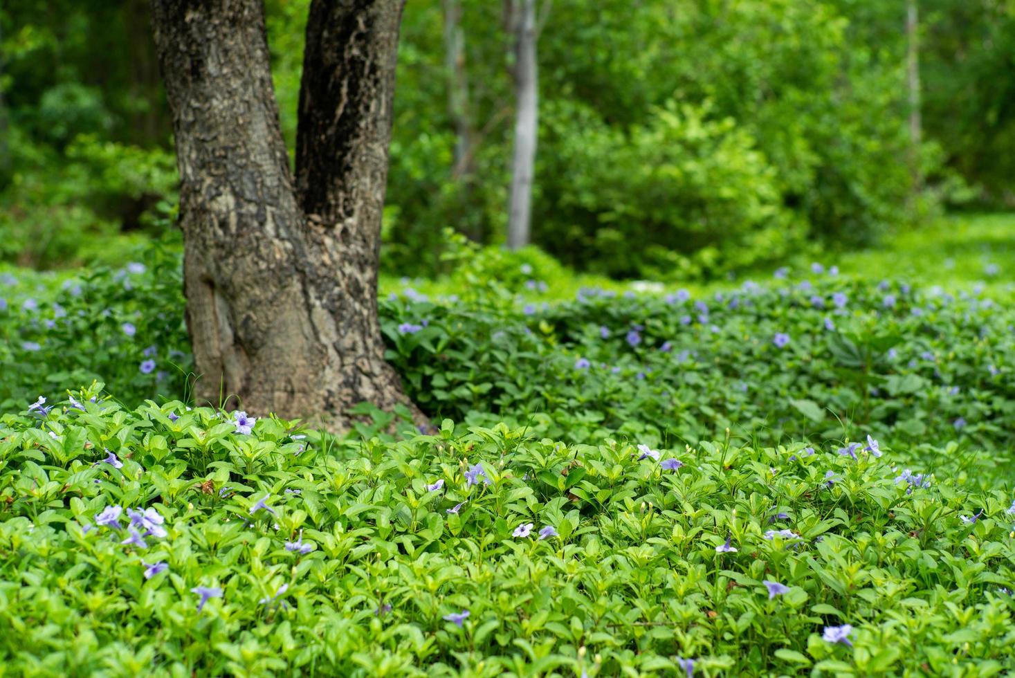 Landschaftsfeld von kleinen lila Blütenblumen und grünen Büschen in einem Garten im Freien mit einem unscharfen alten Baum im Hintergrund foto