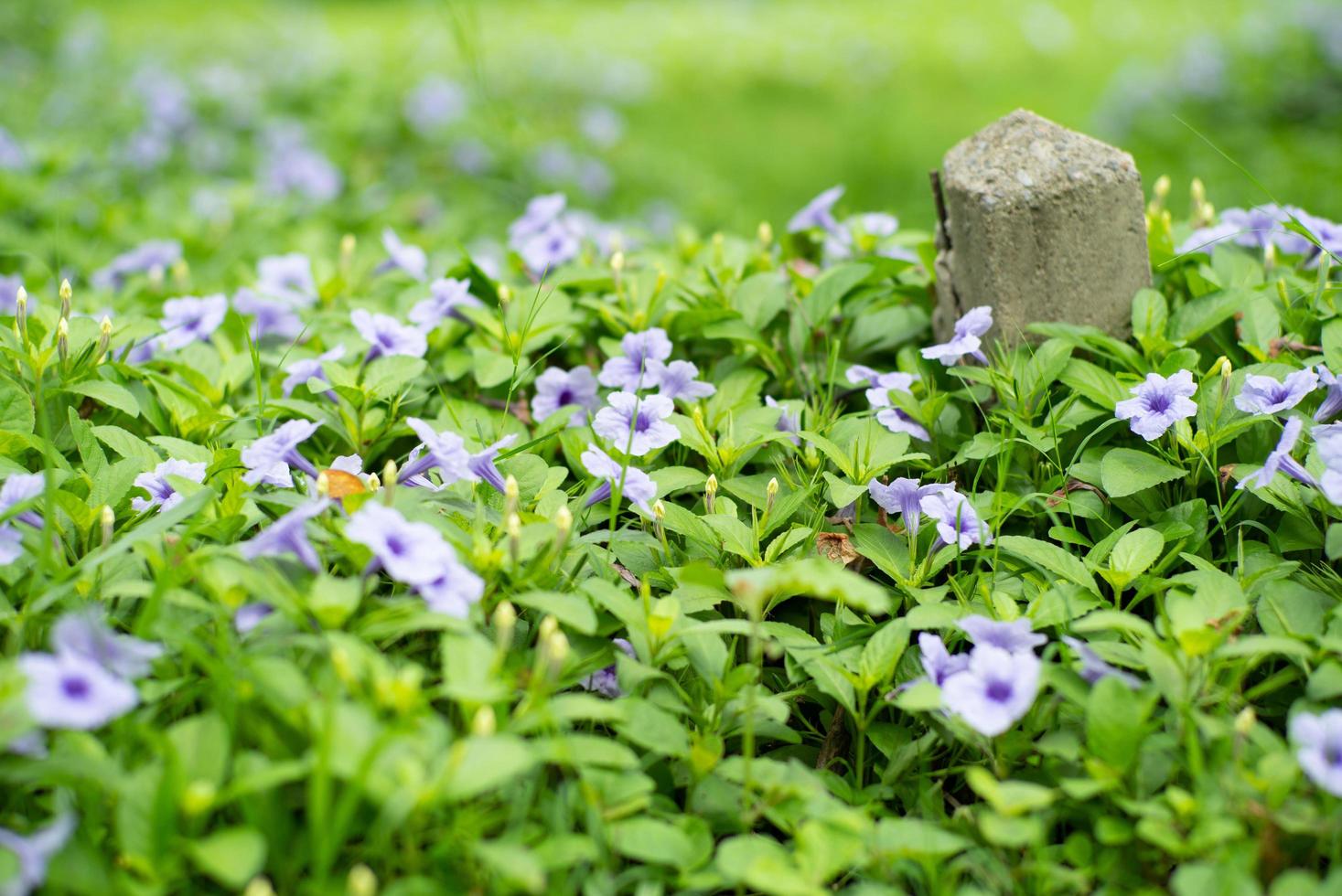 Selektiver Fokus auf kleine lila Blüten mit unscharfem Betonpfosten im Hintergrund foto