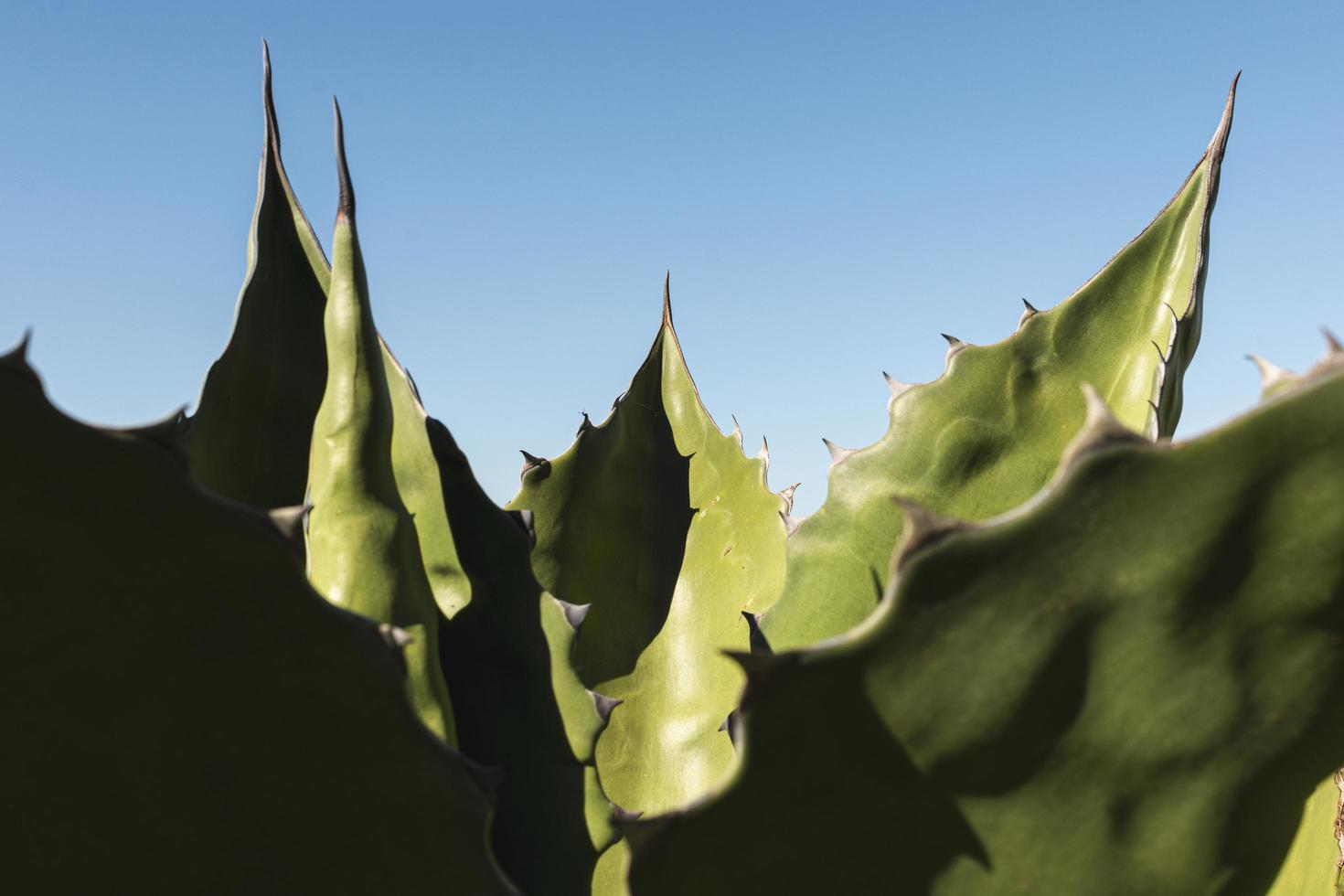 saftig mit blauem Himmel foto