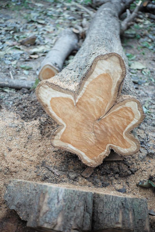 Nahaufnahme des gealterten Rings auf einem Holzstumpf, nachdem er mit Sägemehl auf dem Boden abgeholzt wurde foto