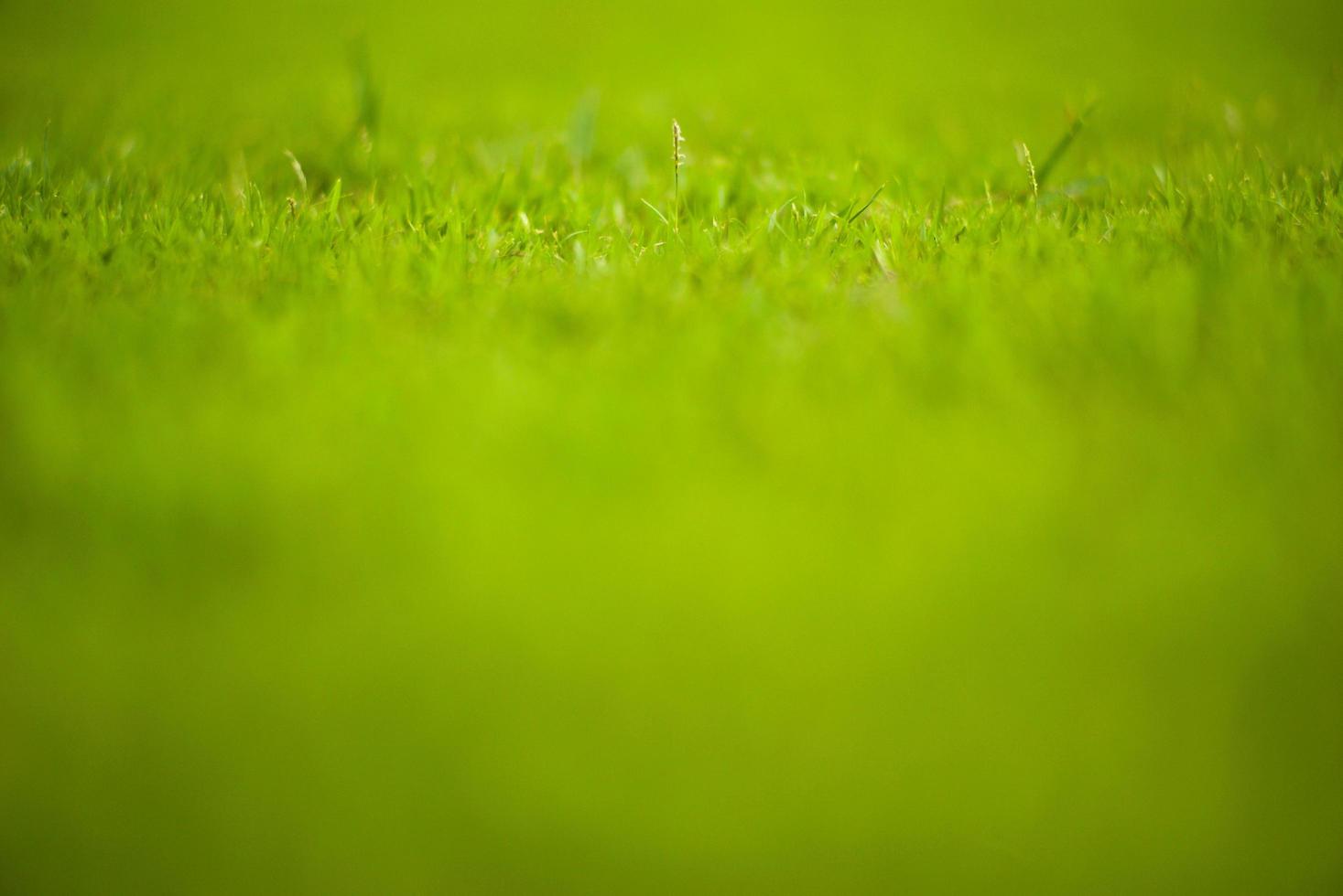 abstrakte Textur und Hintergrund der Graswiese und des Feldes mit selektivem Fokusbereich foto