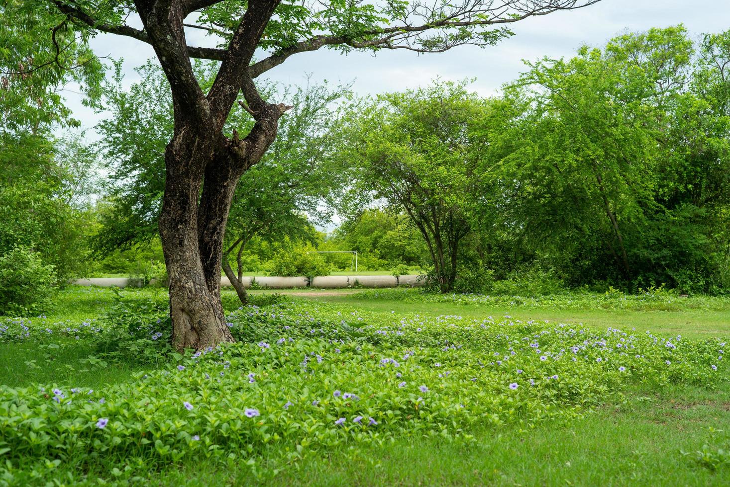 Landschaft mit vielen Bäumen und einer Wiese mit Blüten auf dem Boden foto