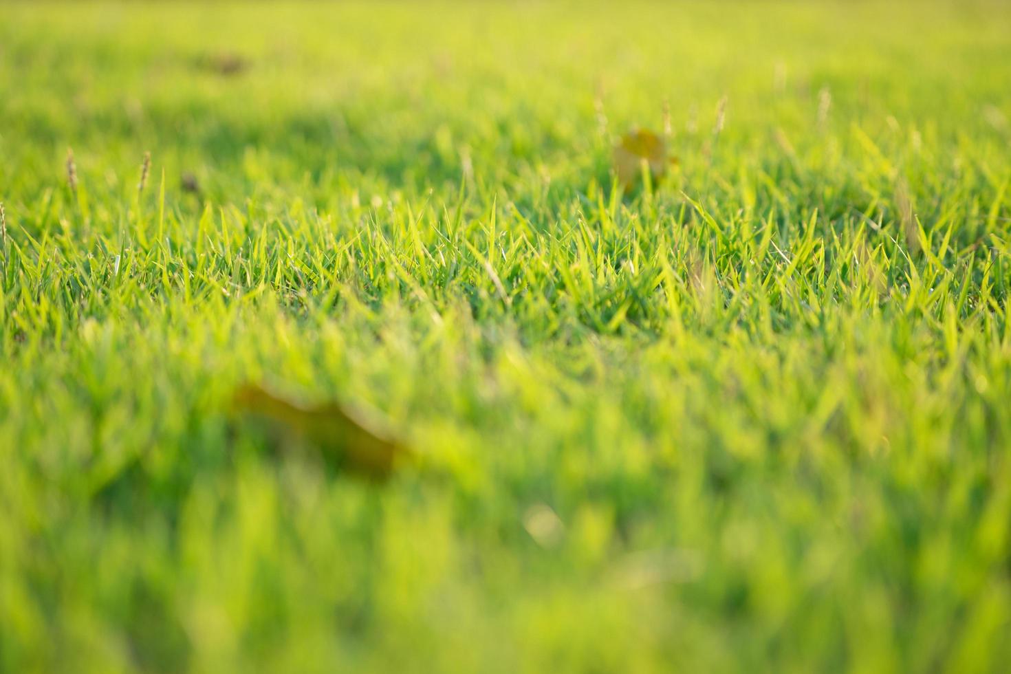 Nahaufnahme von Grasblättern, die auf dem Feld mit Sonnenlicht an einem sonnigen Tag wachsen foto