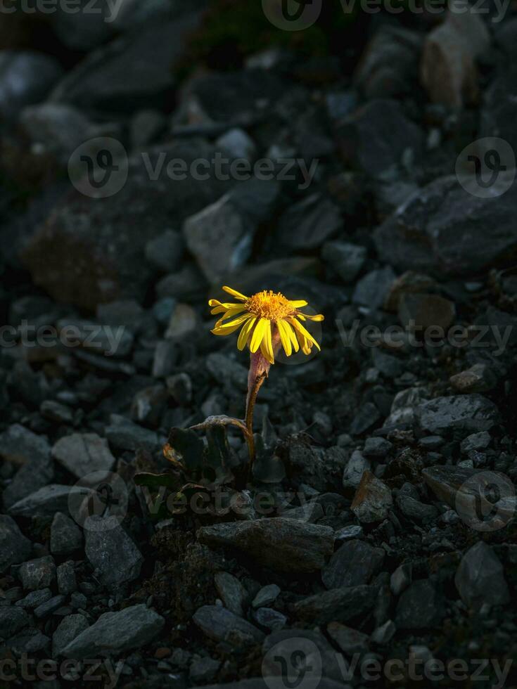 einer Gelb Blume auf ein dunkel Abend felsig Hintergrund. senecio karjaginii auf Stein Steigung von das altai Berge, 3000 m asl foto