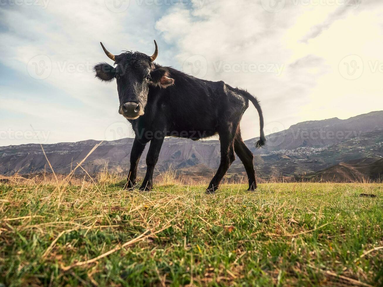 komisch schwarz Kuh sieht aus beim das Kamera. Kuh im ein frisch Grün Weide im Sommer. foto