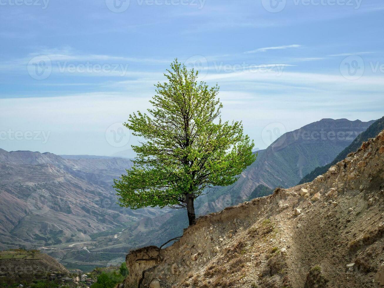 einsam Grün Baum auf ein steil Berg Neigung. foto