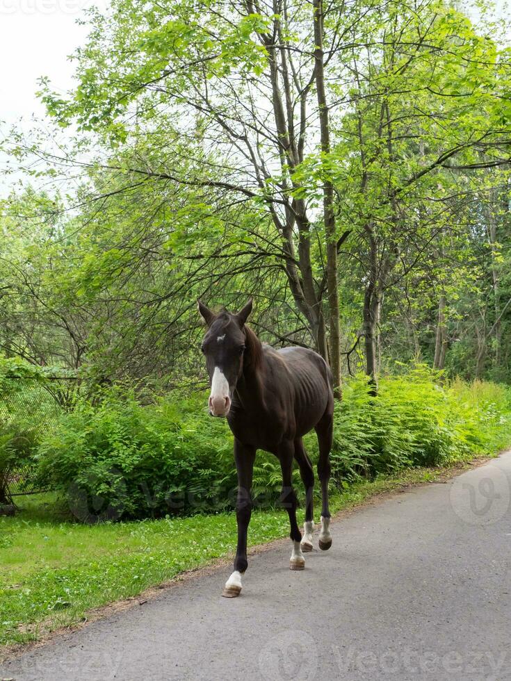 ein Fohlen auf ein ländlich Straße foto