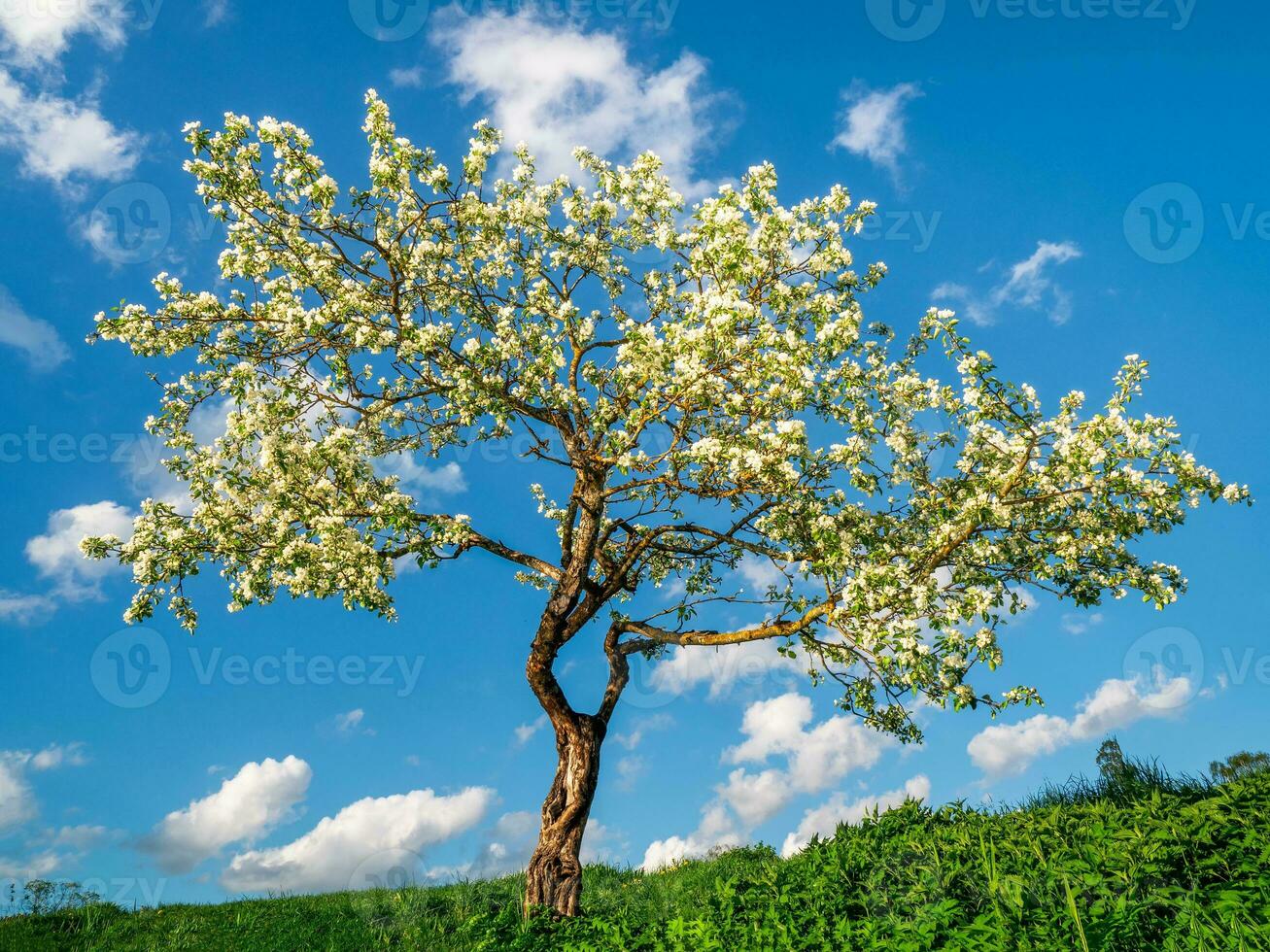 Blühen Apfel Baum auf ein Blau Himmel Hintergrund. natürlich Frühling Hintergrund. foto