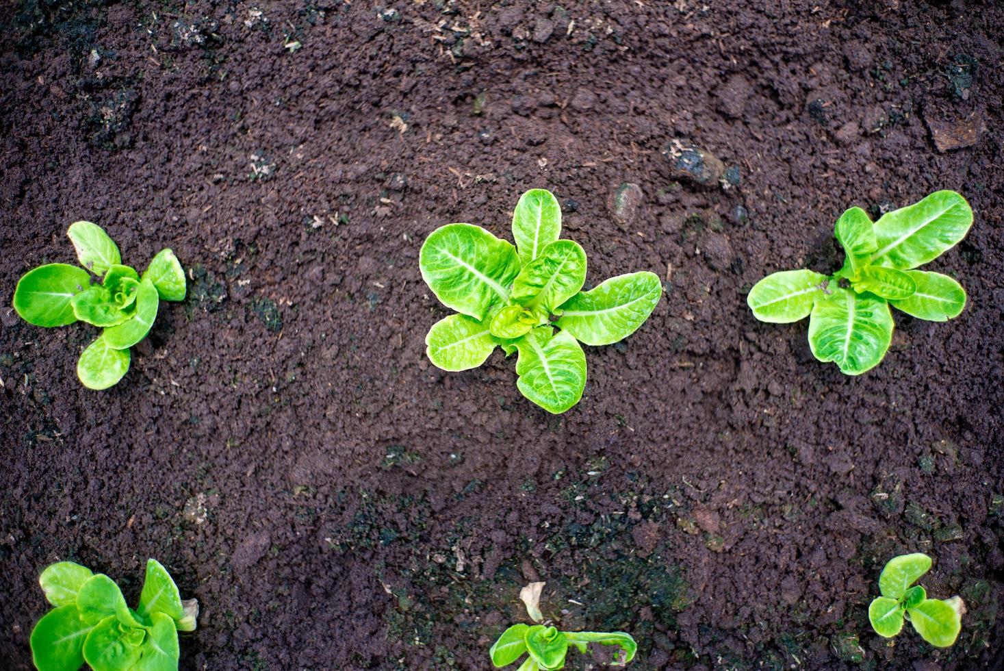Luftaufnahme von wenig organischem Gemüse, das im Boden auf einem Bauernhof angebaut wird foto