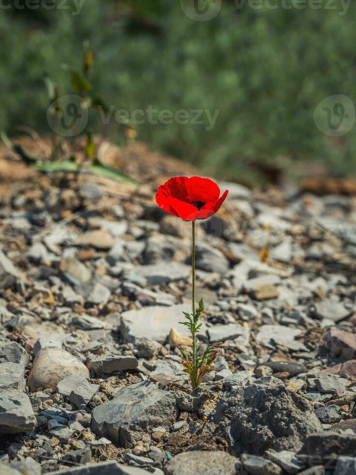 Nahansicht von ein Mohn wachsend wild auf das Felsen. Vertikale Sicht. foto