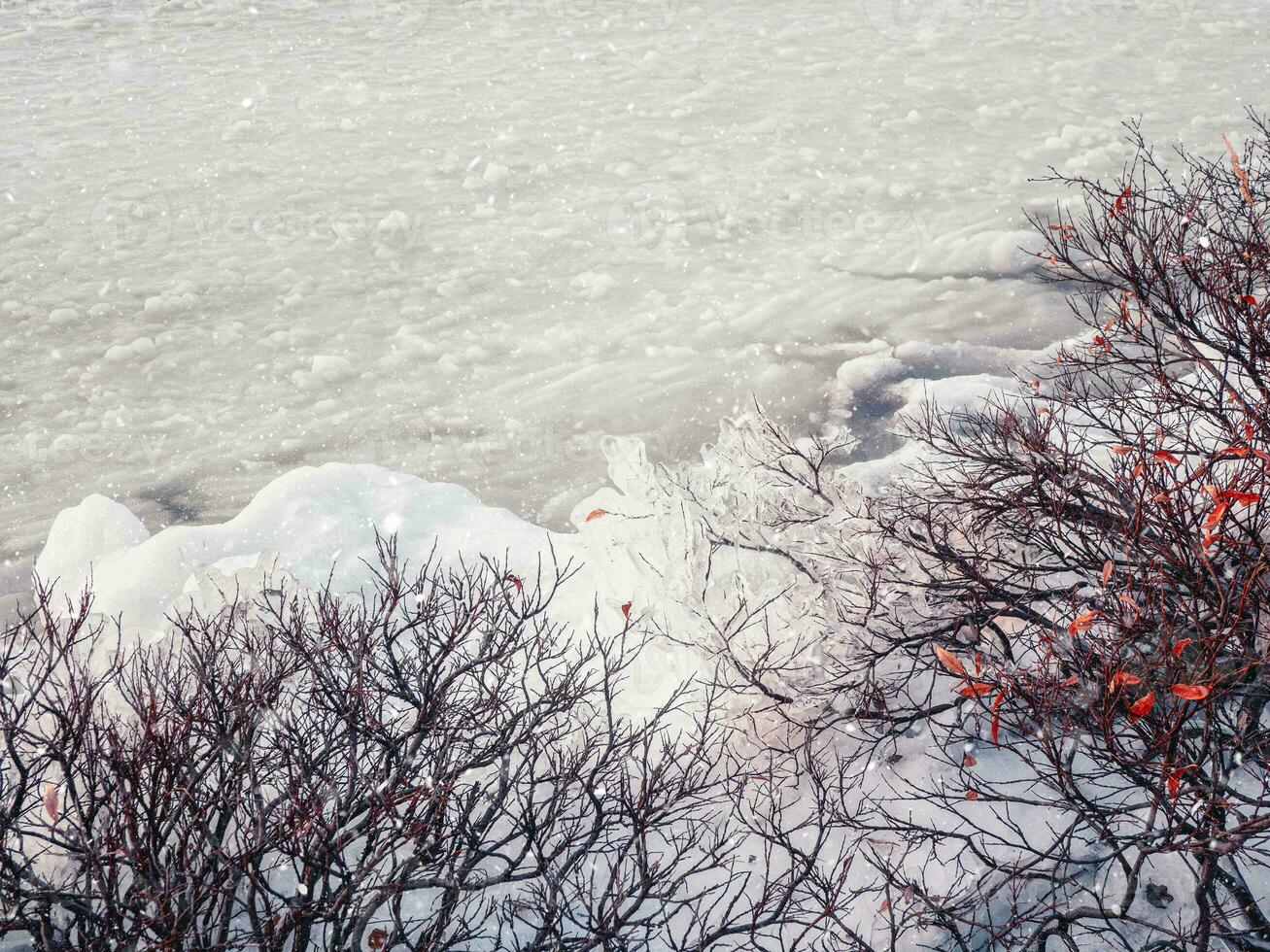 Winter Aussicht von Eis auf Gebüsch in der Nähe von ein schneebedeckt See. Polar- Sonnenuntergang Landschaft mit Eis foto