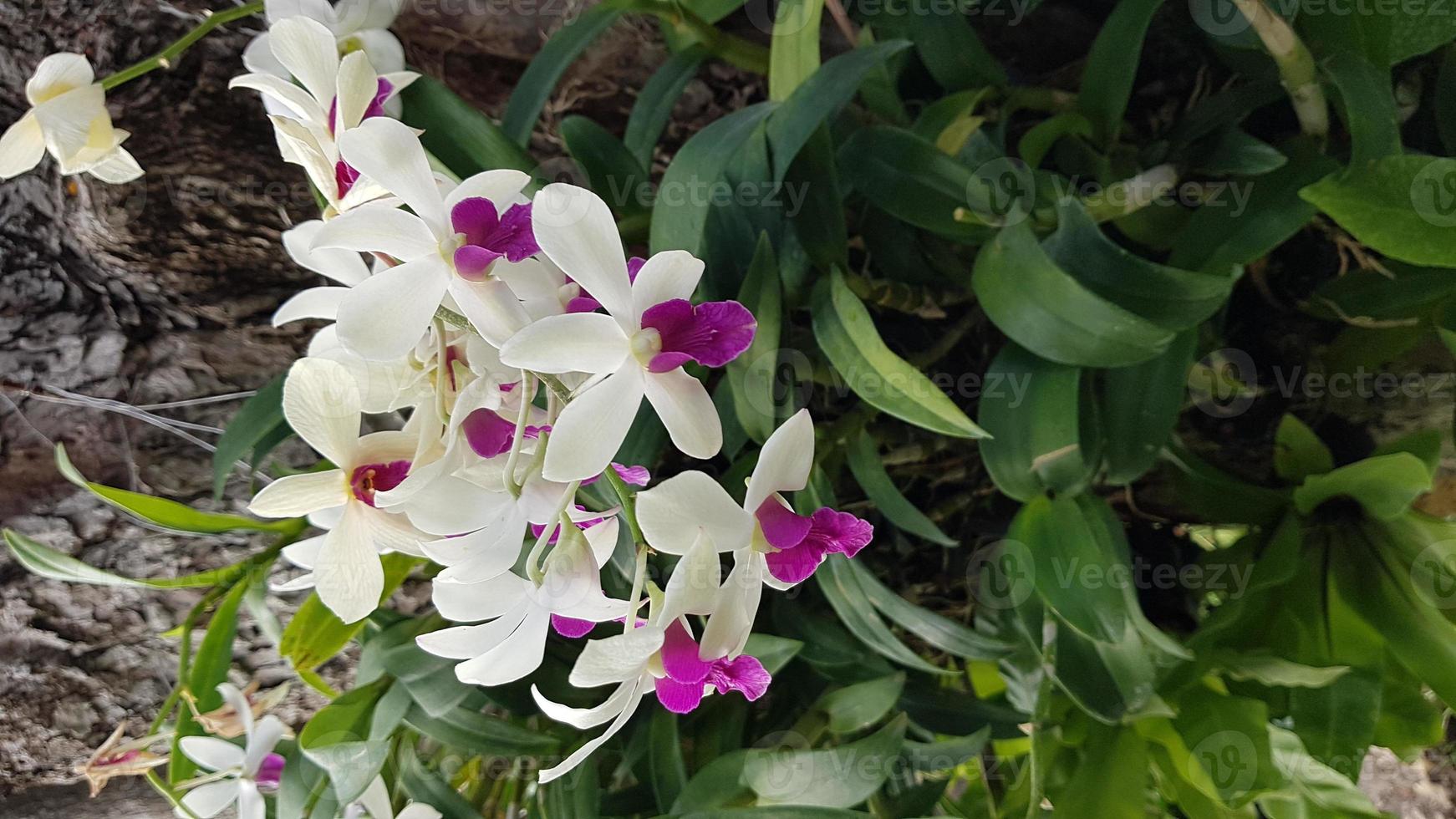 Gruppe von Orchideen foto