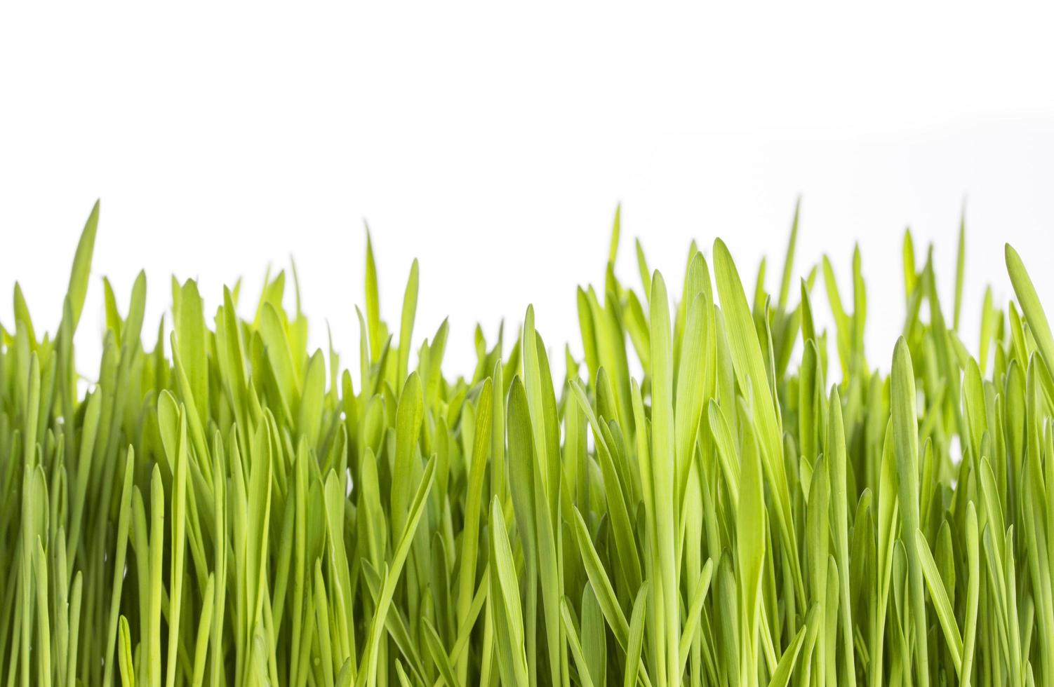 grünes Gras auf weißem Hintergrund foto