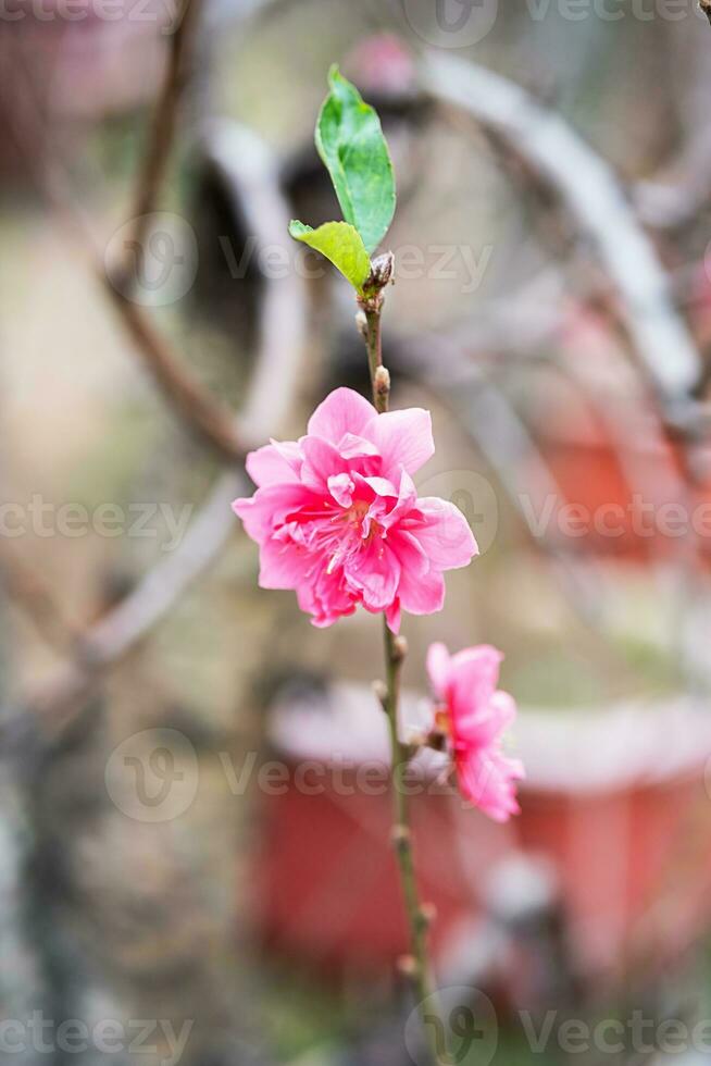 Pfirsich Blume Symbol von Mond- Neu Jahr. schließen oben von winzig Rosa Blume im Garten. foto