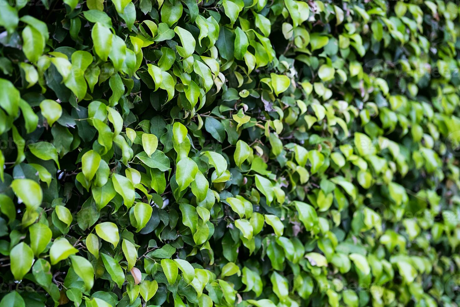 immergrün Hecke Pflanzen Oberfläche. natürlich Mauer Pflanzen Hintergrund. foto