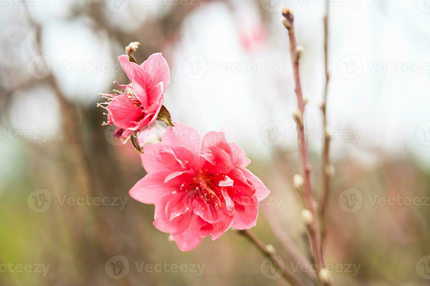 Pfirsich Blume Symbol von Mond- Neu Jahr. schließen oben von winzig Rosa Blume im Garten. foto