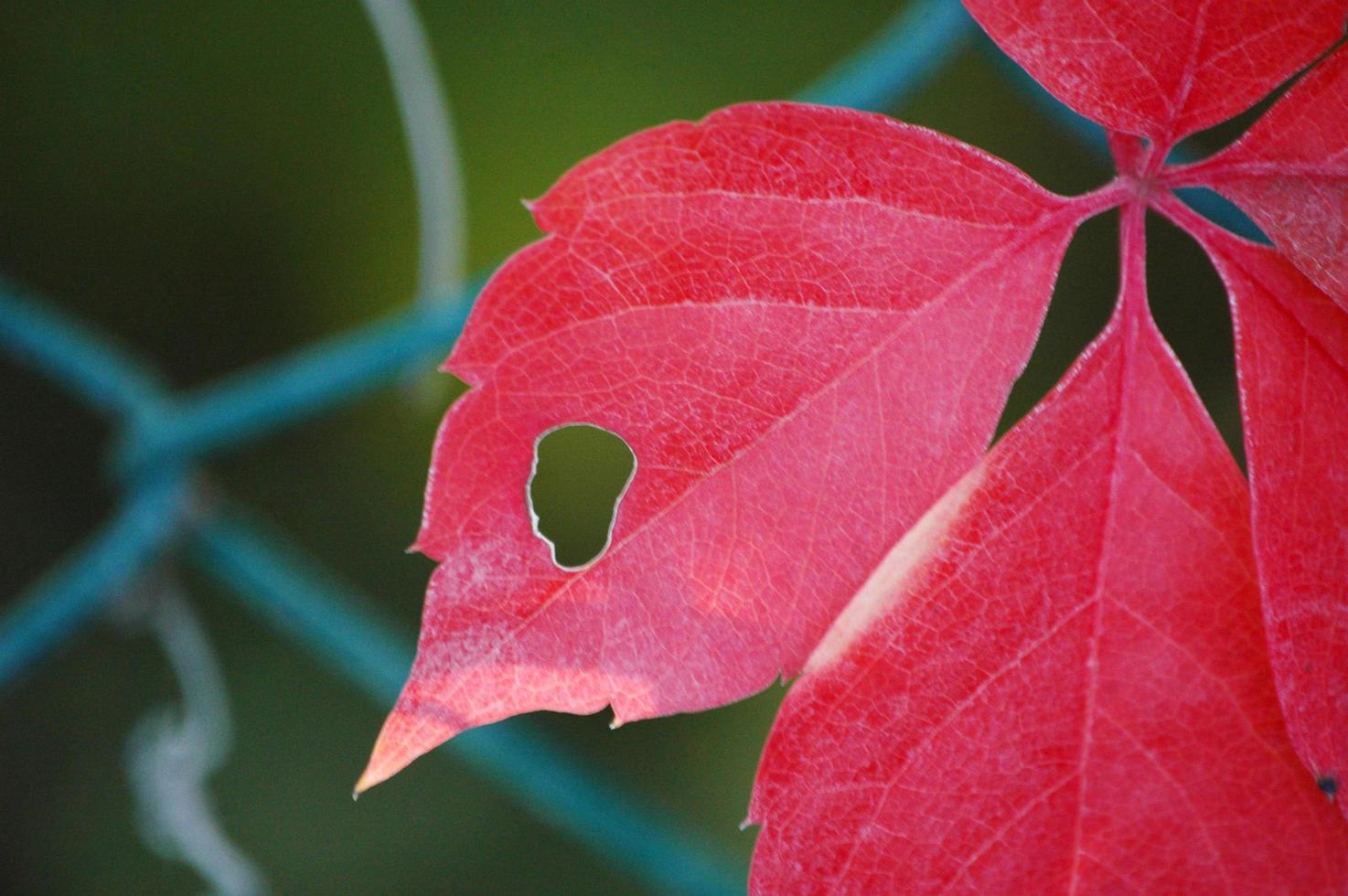 rote Blätter im Frühjahr mit Naturhintergrund foto