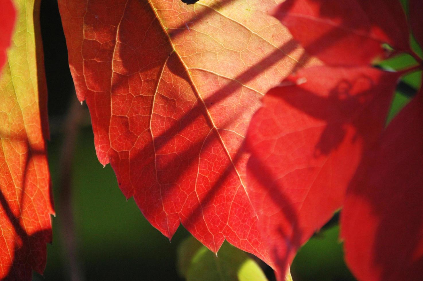 rote Blätter im Frühjahr mit Naturhintergrund foto