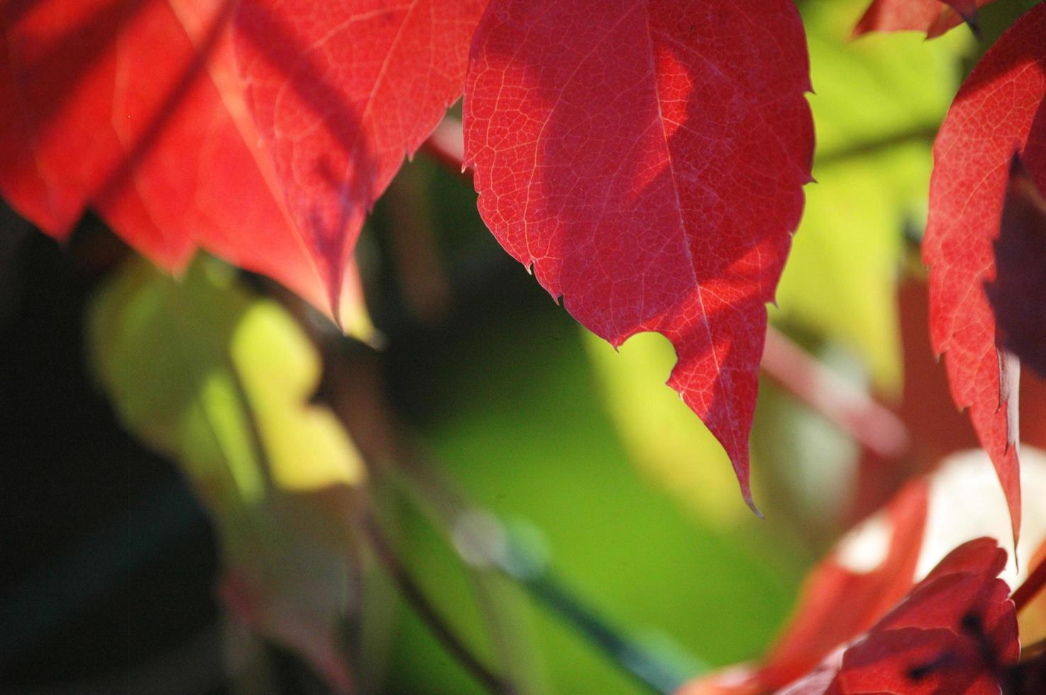 rote Blätter im Frühjahr mit Naturhintergrund foto